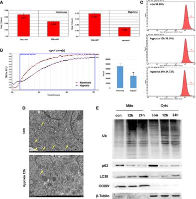 Autophagy-Induced HDAC6 Activity During Hypoxia Regulates Mitochondrial Energy Metabolism Through the β-Catenin/COUP-TFII Axis in Hepatocellular Carcinoma Cells